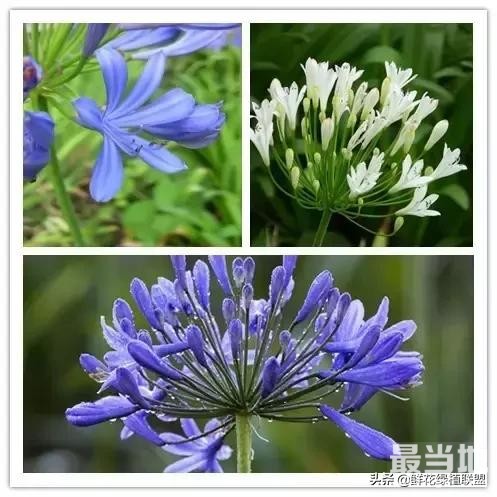 头条上认的花，看完这篇文章你就认全了（花卉名称大字典 收藏）-30.jpg