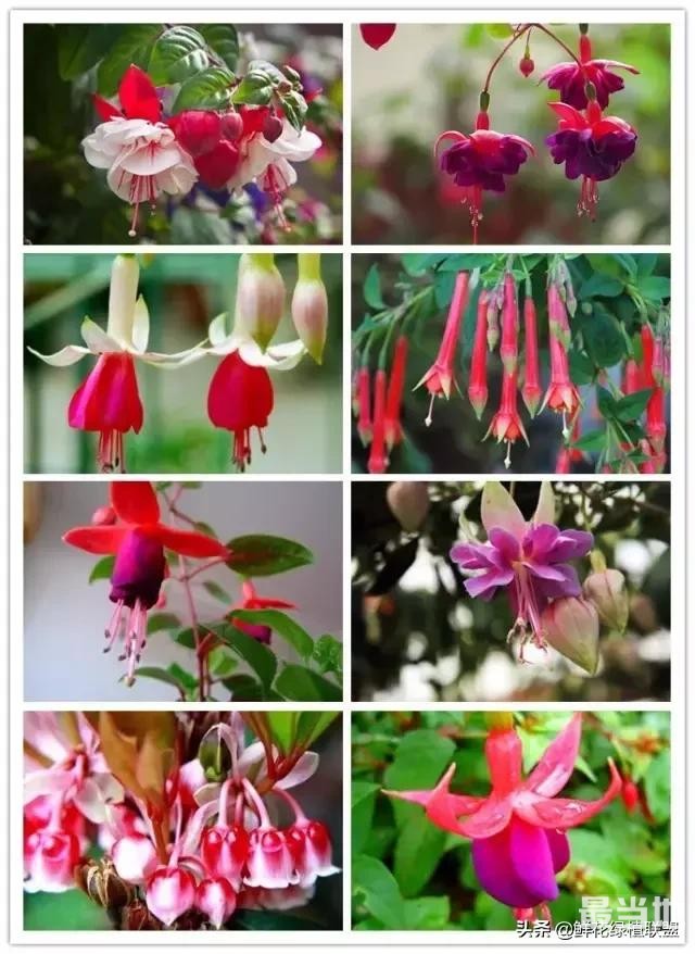 头条上认的花，看完这篇文章你就认全了（花卉名称大字典 收藏）-20.jpg