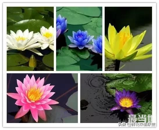 头条上认的花，看完这篇文章你就认全了（花卉名称大字典 收藏）-25.jpg