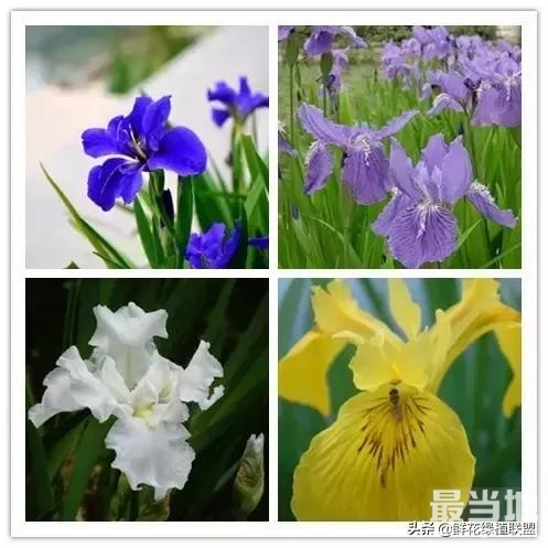 头条上认的花，看完这篇文章你就认全了（花卉名称大字典 收藏）-26.jpg