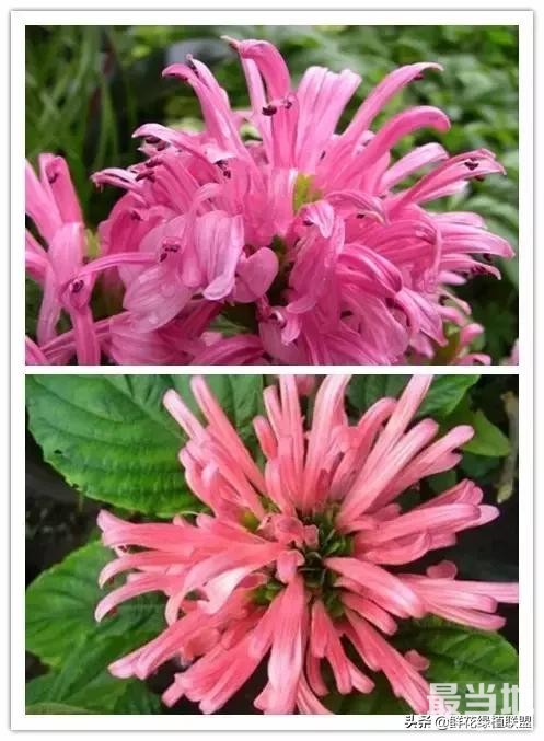 头条上认的花，看完这篇文章你就认全了（花卉名称大字典 收藏）-34.jpg