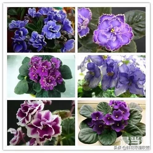 头条上认的花，看完这篇文章你就认全了（花卉名称大字典 收藏）-28.jpg