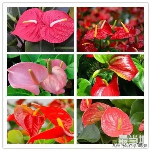 头条上认的花，看完这篇文章你就认全了（花卉名称大字典 收藏）-27.jpg