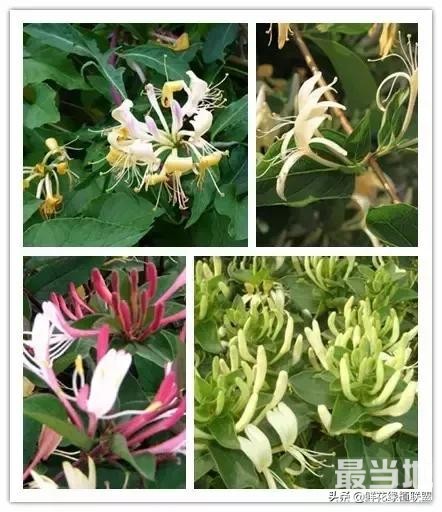 头条上认的花，看完这篇文章你就认全了（花卉名称大字典 收藏）-24.jpg