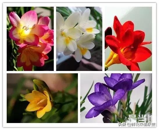 头条上认的花，看完这篇文章你就认全了（花卉名称大字典 收藏）-32.jpg