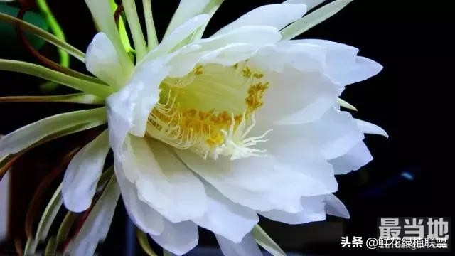 头条上认的花，看完这篇文章你就认全了（花卉名称大字典 收藏）-38.jpg