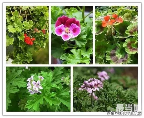 头条上认的花，看完这篇文章你就认全了（花卉名称大字典 收藏）-41.jpg