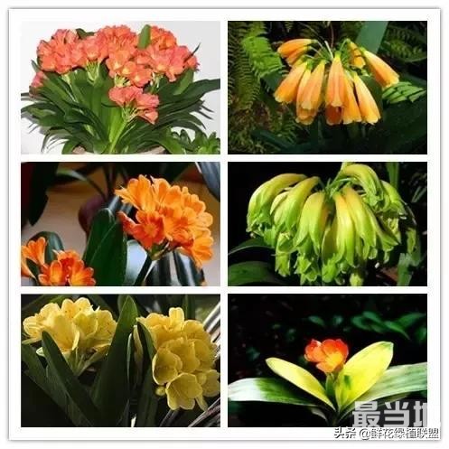 头条上认的花，看完这篇文章你就认全了（花卉名称大字典 收藏）-23.jpg