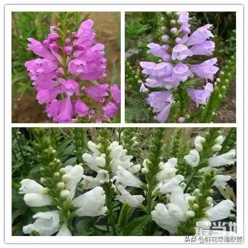 头条上认的花，看完这篇文章你就认全了（花卉名称大字典 收藏）-33.jpg