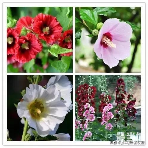 头条上认的花，看完这篇文章你就认全了（花卉名称大字典 收藏）-42.jpg