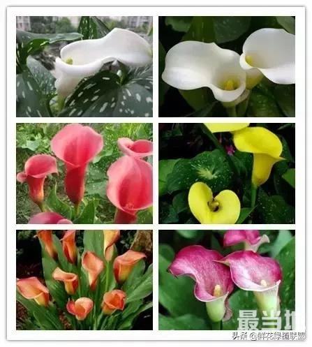 头条上认的花，看完这篇文章你就认全了（花卉名称大字典 收藏）-21.jpg