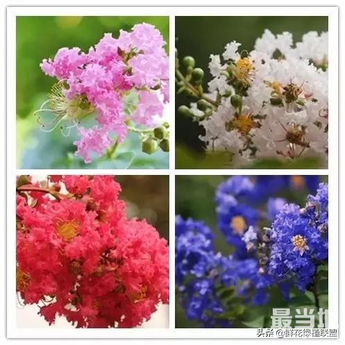 头条上认的花，看完这篇文章你就认全了（花卉名称大字典 收藏）-56.jpg