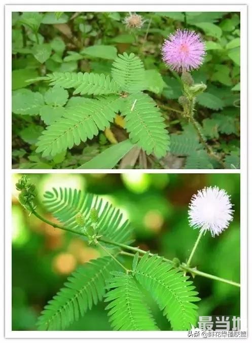 头条上认的花，看完这篇文章你就认全了（花卉名称大字典 收藏）-49.jpg