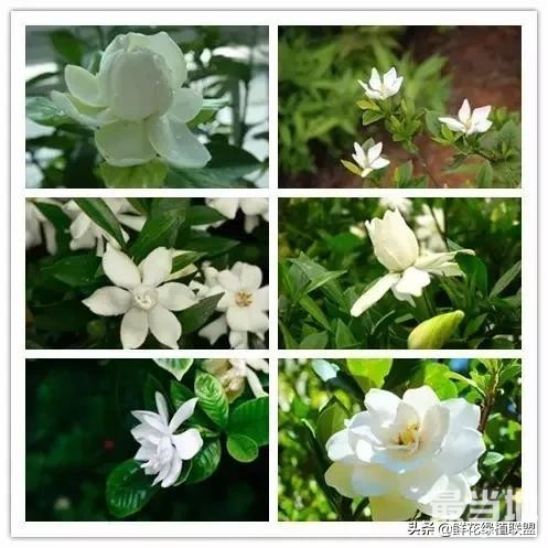 头条上认的花，看完这篇文章你就认全了（花卉名称大字典 收藏）-52.jpg