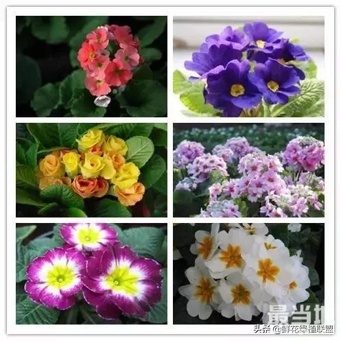 头条上认的花，看完这篇文章你就认全了（花卉名称大字典 收藏）-51.jpg