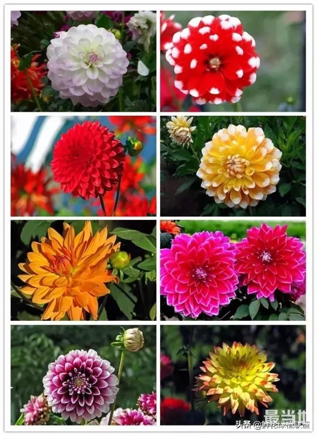 头条上认的花，看完这篇文章你就认全了（花卉名称大字典 收藏）-47.jpg