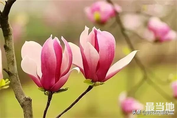 头条上认的花，看完这篇文章你就认全了（花卉名称大字典 收藏）-60.jpg