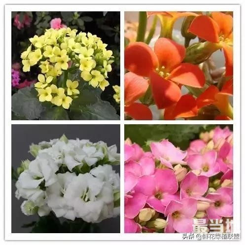 头条上认的花，看完这篇文章你就认全了（花卉名称大字典 收藏）-50.jpg