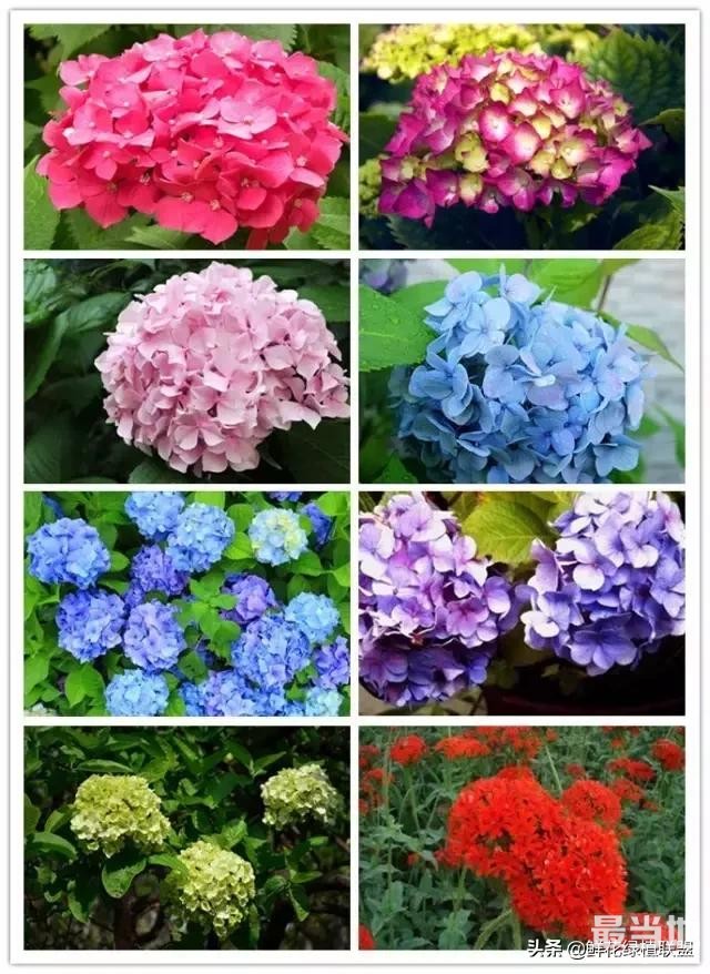 头条上认的花，看完这篇文章你就认全了（花卉名称大字典 收藏）-46.jpg
