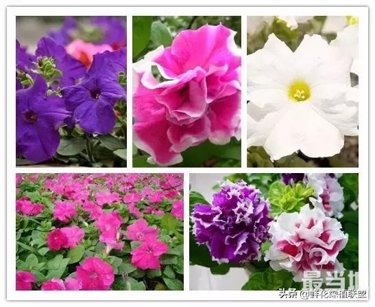 头条上认的花，看完这篇文章你就认全了（花卉名称大字典 收藏）-55.jpg