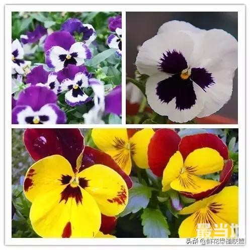 头条上认的花，看完这篇文章你就认全了（花卉名称大字典 收藏）-54.jpg