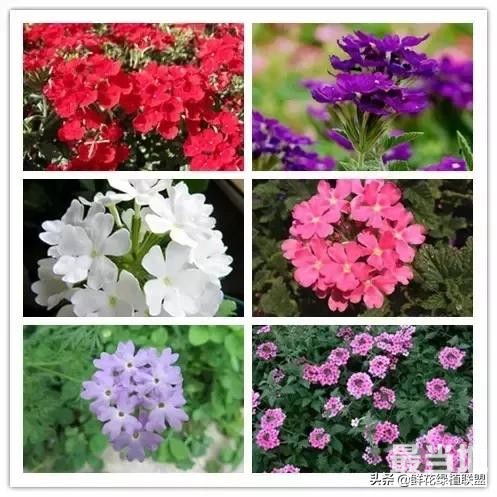 头条上认的花，看完这篇文章你就认全了（花卉名称大字典 收藏）-48.jpg