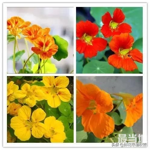 头条上认的花，看完这篇文章你就认全了（花卉名称大字典 收藏）-59.jpg