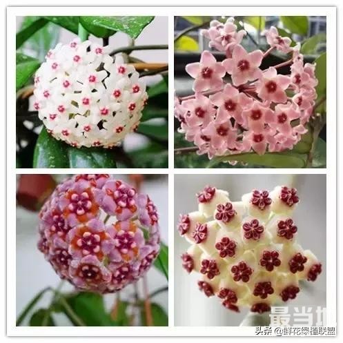 头条上认的花，看完这篇文章你就认全了（花卉名称大字典 收藏）-43.jpg