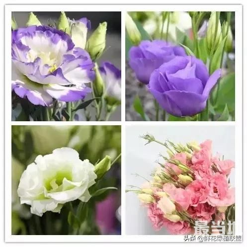 头条上认的花，看完这篇文章你就认全了（花卉名称大字典 收藏）-58.jpg