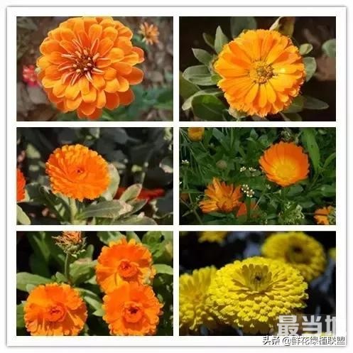 头条上认的花，看完这篇文章你就认全了（花卉名称大字典 收藏）-45.jpg