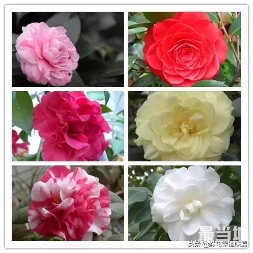 头条上认的花，看完这篇文章你就认全了（花卉名称大字典 收藏）-44.jpg