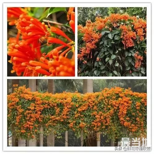 头条上认的花，看完这篇文章你就认全了（花卉名称大字典 收藏）-57.jpg