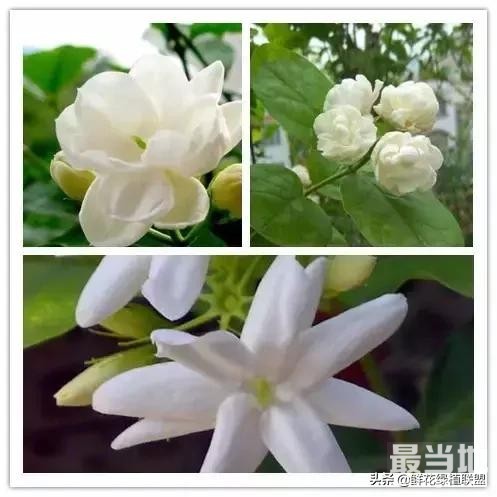 头条上认的花，看完这篇文章你就认全了（花卉名称大字典 收藏）-53.jpg