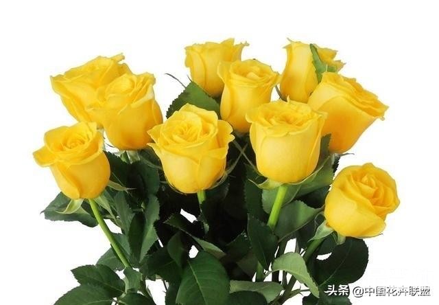 26种常见玫瑰花品种集合-8.jpg
