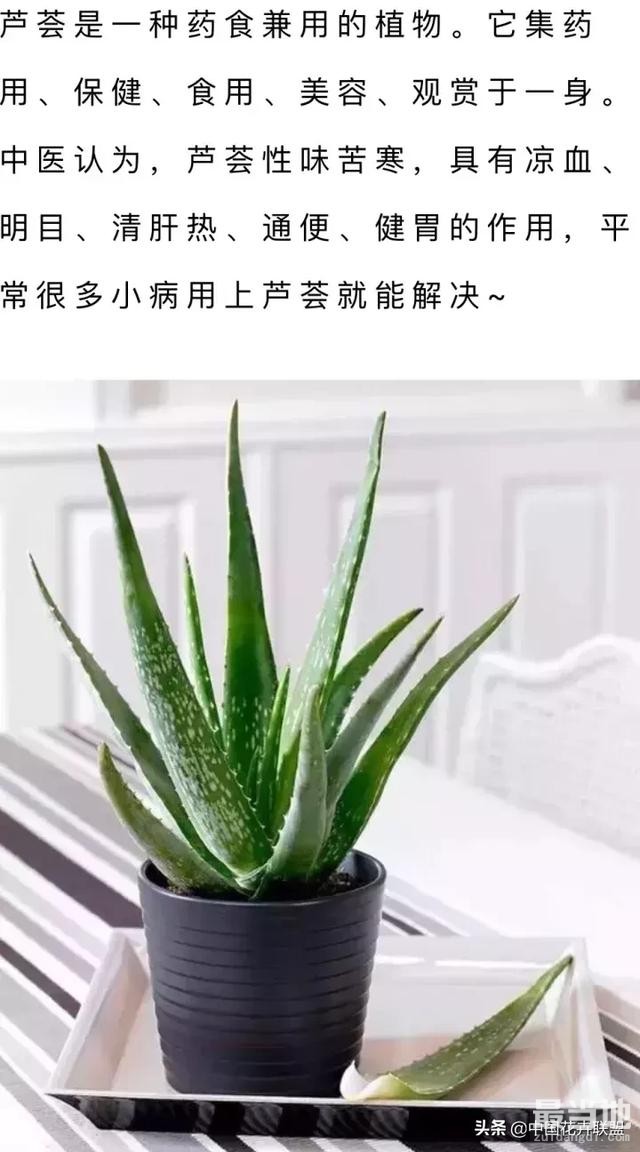 家里养一盆，药费不用花！最安全的健康“保护伞”，太值了！-3.jpg