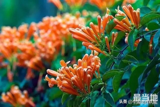 【每日识花】炮仗花-3.jpg