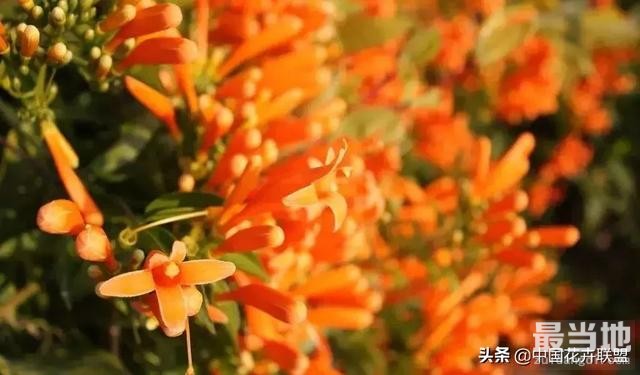 【每日识花】炮仗花-10.jpg