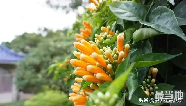 【每日识花】炮仗花-11.jpg