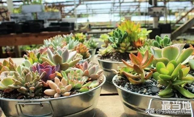 种满多肉的小院，原来比花园还美！-1.jpg