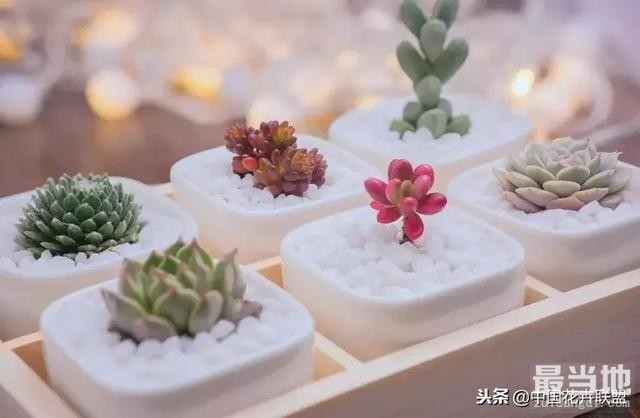 种满多肉的小院，原来比花园还美！-2.jpg