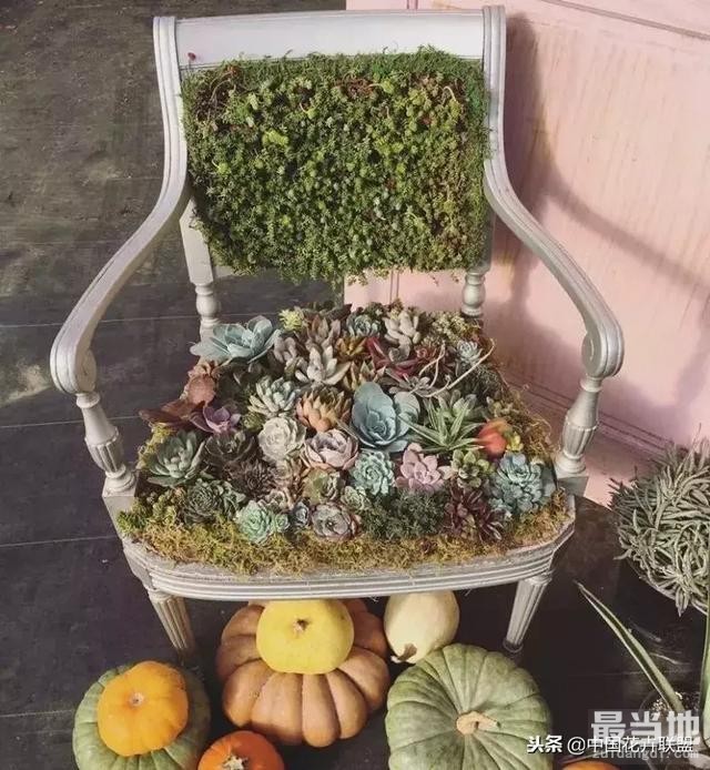 种满多肉的小院，原来比花园还美！-6.jpg