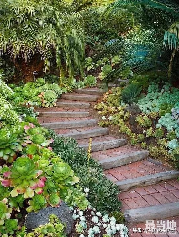 种满多肉的小院，原来比花园还美！-5.jpg