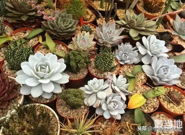 种满多肉的小院，原来比花园还美！-4.jpg