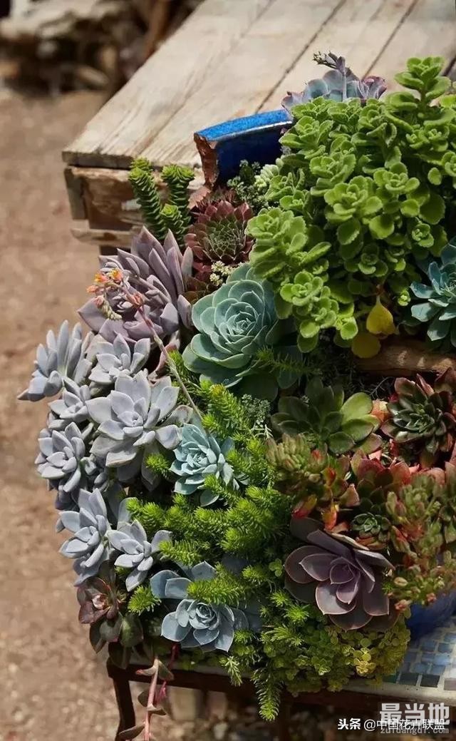 种满多肉的小院，原来比花园还美！-7.jpg