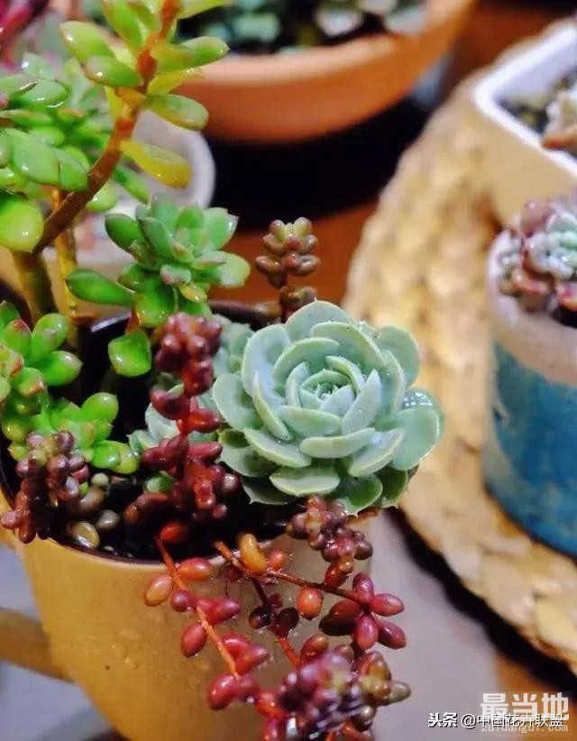 种满多肉的小院，原来比花园还美！-10.jpg
