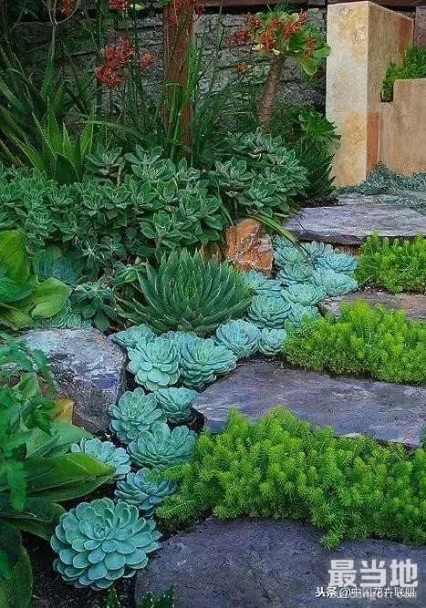 种满多肉的小院，原来比花园还美！-14.jpg