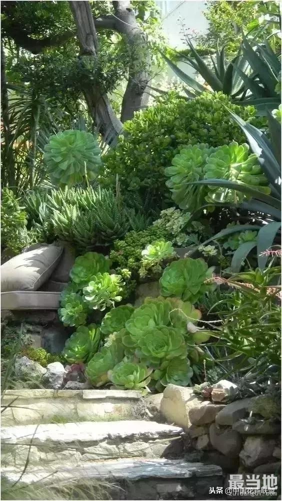 种满多肉的小院，原来比花园还美！-20.jpg