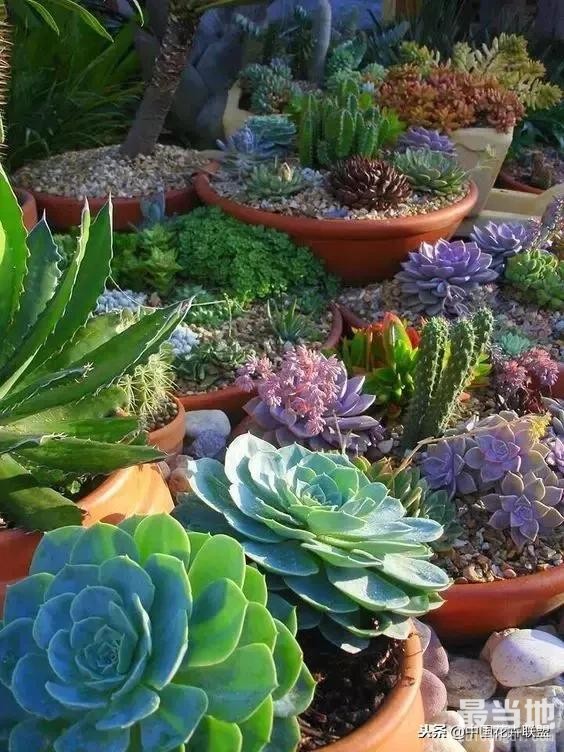 种满多肉的小院，原来比花园还美！-25.jpg