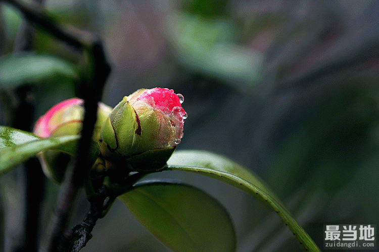 「识花」世间有一种特立独行，名为山茶花-6.jpg