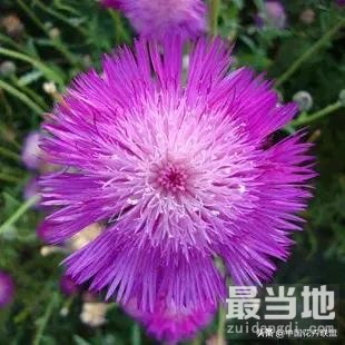 「认花识草」矢车菊-6.jpg